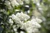 Ligustrum vulgare, Gewöhnlicher Liguster, 125–150 cm Produktbild-Vorschau 5