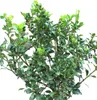 Ilex Heckenstar standardní 80 - 100 cm Ilex Meserveae Náhled obrázku produktu 3
