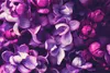 Muralo XXL Vlies FOTOTAPETE Violett Flieder BLUMEN Natur 3D Produktbild-Vorschau 2