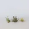 Oplątwa - 6 szt - Tillandsia - Wysokość 5-15cm - ⌀5cm Podgląd zdjęcia produktu 5