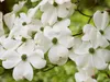 Calvendo Blumen-Hartriegel 1000 Teile Puzzle quer Produktbild-Vorschau 2