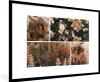 MuchoWow® Gerahmtes Poster Scottish Highlander - Blumen - Produktbild-Vorschau 1