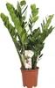 Glücksfeder FloraSelf Zamioculcas zamiifolia H 80-100 cm Ø Produktbild-Vorschau 2