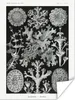 MuchoWow® Poster Moos - Botanisch - Vintage - Schwarz und Produktbild-Vorschau 1