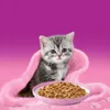Whiskas Junior Geflügel Auswahl in Gelee, 120 Produktbild-Vorschau 9