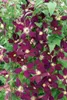 Clematis viticella 'Mikelite', Italienische Waldrebe, Produktbild-Vorschau 2