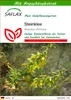 SAFLAX - Steinklee - Melilotus officinalis - 250 Samen - Produktbild-Vorschau 1