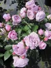 Rosa Nautica ® - Hochstammrose - ADR Rose - Kordes Rose Produktbild-Vorschau 3