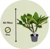 Plumeria czerwona Frangipani - Plumeria rubra - Wysokość Podgląd zdjęcia produktu 2