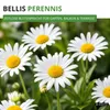 Gänseblümchen Einfach weiß Samen - Bellis perennis - Produktbild-Vorschau 2