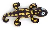A plush toy salamander lying on a white background. Produktbild-Vorschau