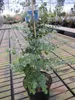 Eucalyptus gunnii Azura - Mostgummi-Eukalyptus - Produktbild-Vorschau 2