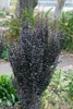 Berberis thunbergii 'Helmond Pillar', Säulen-Berberitze, Produktbild-Vorschau 2
