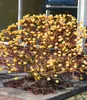 BALDUR-Garten Edgeworthia Grandiflora, 1 Pflanze, Produktbild-Vorschau 4
