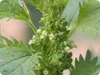 SAFLAX - Brennnessel - Urtica urens - 150 Samen - Mit Produktbild-Vorschau 4
