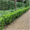 Plants by Frank | Grüne Spindelstrauch Hecke | Euonymus Produktbild-Vorschau 2