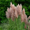 A close-up view of pink pampas grass plumes with green foliage in the background. Produktbild-Vorschau