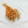 Aufgeblasenes Leimkraut - (Silene) - Pfirsich Produktbild-Vorschau 4