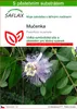 SAFLAX  - mučenka - Passiflora incarnata - 5 Samen - S Náhled obrázku produktu 1
