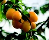 Food-United MIRABELLEN FRUCHT-PÜREE Ponthier 1KG für Produktbild-Vorschau 5