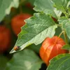 Bloomique - Lot de 6 - Physalis alkekengi franchetii - Voir les images du produit 4