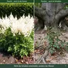 Stauden Gänge 1 x Astilbe japonica 'Deutschland' im 0,5 Produktbild-Vorschau 3