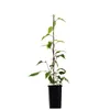 A young kiwi plant in a black pot, supported by a stake. Anteprima dell’immagine prodotto