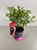Morus rotundiloba 'Mojo Berry', morwa karłowata, doniczka 3 Podgląd zdjęcia produktu 6