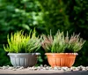 Two potted heather plants are displayed on a surface with small stones in front of a blurred green background. Produktbild-Vorschau