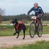 Non-stop dogwear Fahrrad-Führhalter KlickFix Antenna Produktbild-Vorschau 6
