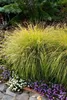 Stauden Gänge 3 x Pennisetum alopecuroides 'Hameln Gold ®' Produktbild-Vorschau 5