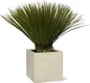 Lilia palmowa Yucca rostrata Ø30 cm ↕80 cm Egzotyczna Podgląd zdjęcia produktu 1