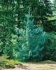 Tränen-Kiefer 70-80 cm, im Topf - Pinus wallichiana, Produktbild-Vorschau 7