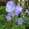 6 x popínavá jakubova žebřík  - Polemonium reptans 'Blue Náhled obrázku produktu 1