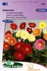 Semi di Gerbera Mix - Miscela colorata a fiore grande - Anteprima dell’immagine prodotto 2