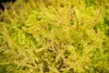 Thuja occidentalis 'Rheingold', Lebensbaum, goldgelb, 50–60 Produktbild-Vorschau 3