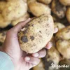 Sadbové brambory Bintje A 28/35 (5 kg) - Organifer Náhled obrázku produktu 4
