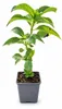 Hortensia paniculé 'Bodensee', 20–30 cm – Hydrangea Voir les images du produit 4
