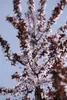Prunus cerasifera 'Nigra', Blutpflaume, dunkelrot, 100–125 Produktbild-Vorschau 9