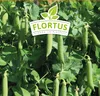 Wintererbse Sima | Markerbsensamen von FLORTUS Produktbild-Vorschau 5