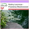 SAFLAX - Prawdziwy Meadowsweet - 500 Nasiona - Filipendula Podgląd zdjęcia produktu 10