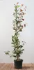 Photinia fraseri 'Red Robin', Glanzmispel, rot, 125–150 cm Produktbild-Vorschau 1