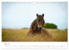 Exmoor Ponnys - Die letzten Ihrer Art (Wandkalender 2027 Produktbild-Vorschau 8