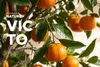 KONSIMO VICTO Nowoczesny kombinowany serwis obiadowy 6 osób Podgląd zdjęcia produktu 24
