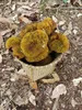 Entawak (Artocarpus anisophyllus) - 1 seme germogliato Anteprima dell’immagine prodotto 2