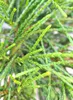 Thuja plicata Whipcord vždyzelený 20 -25 cm Náhľad obrázku produktu 2