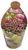Anacampseros rufescens variegata – Regenbogen-Sukkulente – Produktbild-Vorschau 1