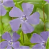 Plants by Frank | 48 Immergrün Pflanzen | Vinca Minor | Produktbild-Vorschau 3