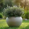 Hebe tłustolistna - 6 szt - Hebe pinguifolia - Wysokość Podgląd zdjęcia produktu 5