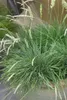 Koeleria glauca, Blaues Schillergras, 20–30 cm Produktbild-Vorschau 6